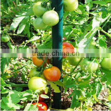 factory supply tomato spiral support