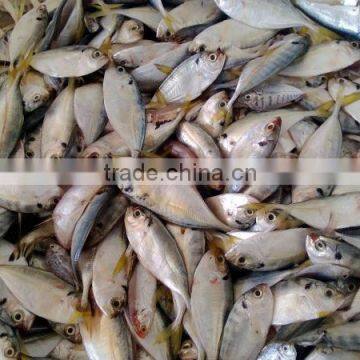 Fish for fish meal