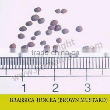 Black Mustard Seeds