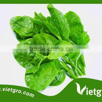 High Yield Basella Alba Spinach Seeds VGBS 03/ Vegetable seeds