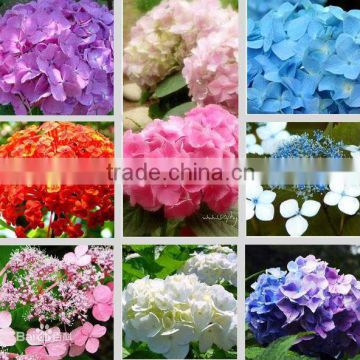 Hydrangea macrophylla flower seeds Hydrangea macrophylla/Silk Ball for planting