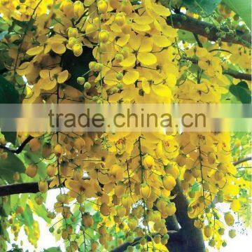 Cassia fistula tree