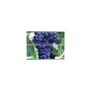 natural grape seed extract