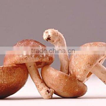 100% Organic Shiitake Mushroom Extract Powder