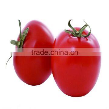 2016 china factory best price red vegetable seeds tomato seeds for sale