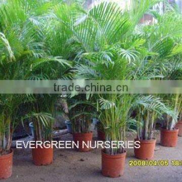 Chrysalidocarpus lutesens