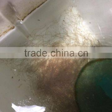 Glass Eel Anguilla Rostrata photo-2