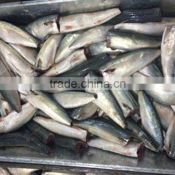 Frozen HGT Pacific Mackerel photo-2