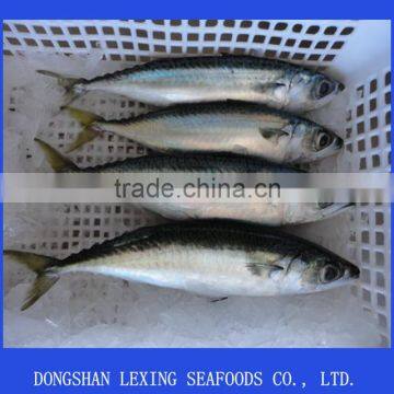 frozen pacific mackerel seafood IQF