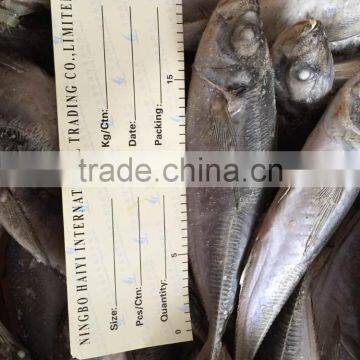 2016 New Landing Sea Frozen Horse Mackerel 20cm+ photo-2