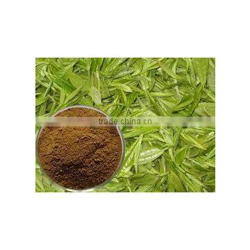 GREEN TEA LEAF EXTRACT photo-2