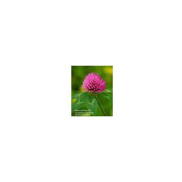 Red Clover Extract  sweetyhuir(at)hotmail(dot)com