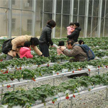 Glass Greenhouse for Strawberry Planting, Glass Greenhouse Strawberry Picking Garden