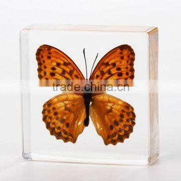 2016 New style wholesale paperweight with real butterfly