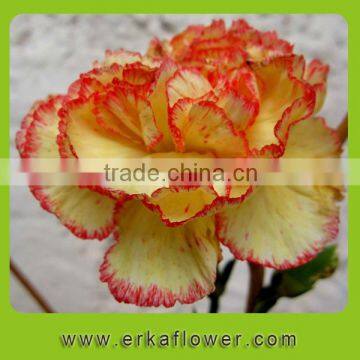 Fashion good smell 2015 9 branches of carnation bouquet