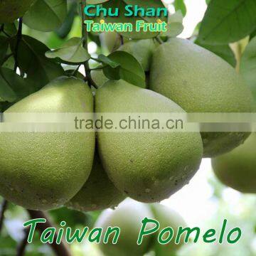 Fresh pomelo exporter from Taiwan