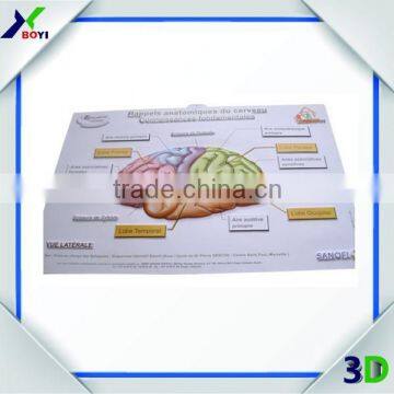 Medical Poster 3D Brain Anatomical Chart/ 3D Embossed Medical Poster photo-2