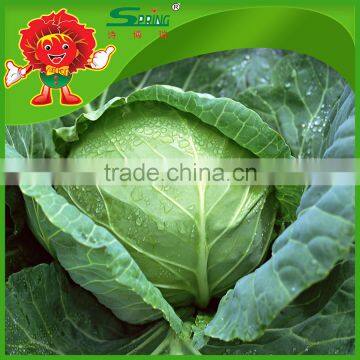 Celery Cabbage Chinese Cabbage