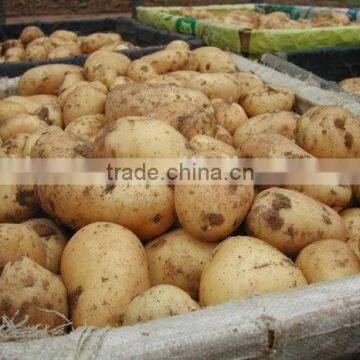 Fresh Potato factory sell holland potato with low price