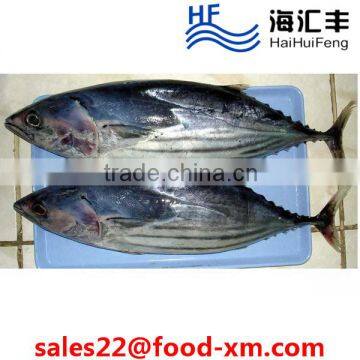 China Frozen Bonito Tuna Fish Whole Round With Top Quality