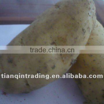 high quality potato for sale