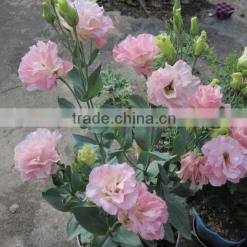 Eustoma,Lisianthus flower seeds Eustoma grandiflorum seeds for planting