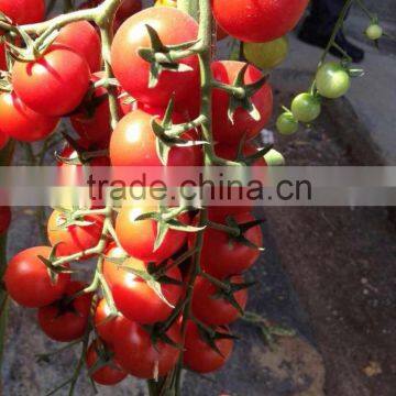 2014 Indeterminate Growth High Yield TY Resistance Pink Cherry Tomato Seeds For Growing-King Pearl photo-2