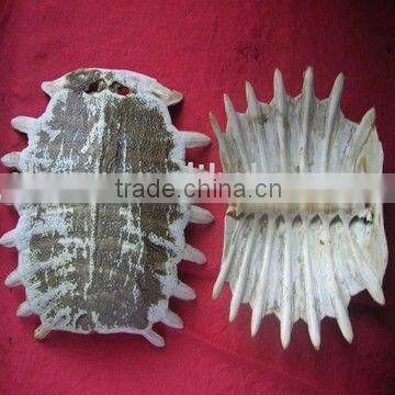 Original Turtle shell