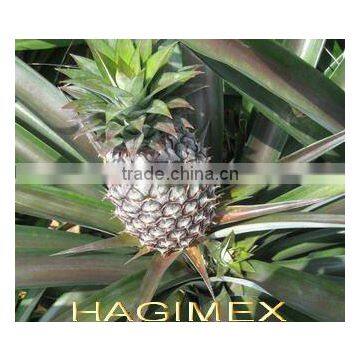 Best Vietnamese Canned Pineapple in Syrup by HAGIMEX - Visit Our Website Www.hagimex.com photo-4