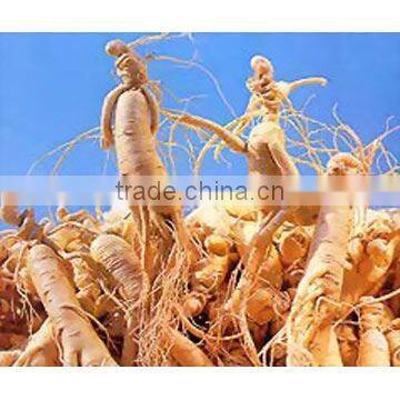 Ginseng Extract for drinking