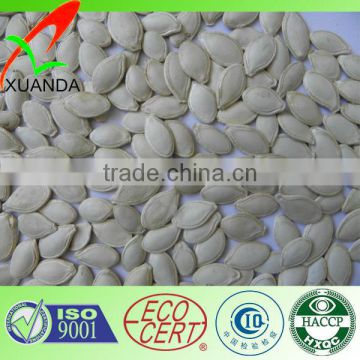 snow white pumpkin seeds for Egypt , Middle East market