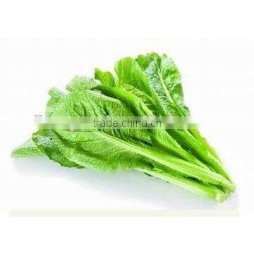 Top quality Asparagus Lettuce seeds Leaf lettuce