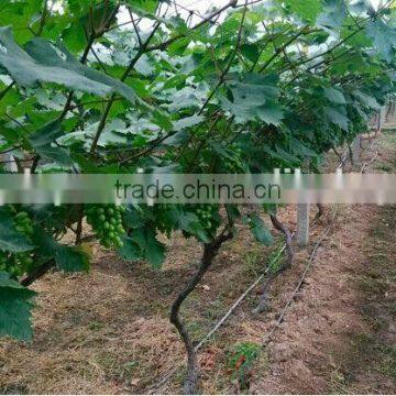 Drip Irrigation Pipe Price photo-5
