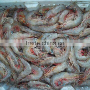 HL002 seafood whole shrimp best price