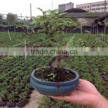 Zanthoxylum Odorum Bonsai S Shape photo-2