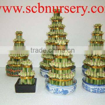 Lucky bamboo tower bonsai nursery supplier