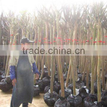 Lagerstroemia Indica Trunk Height 1.7-2.2m photo-4