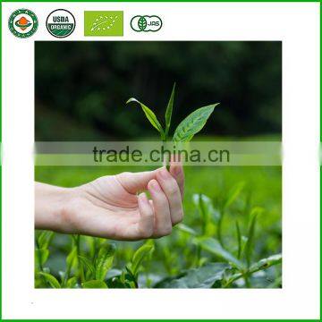 High Quality Wholesale Green Tea Loose Tea photo-6