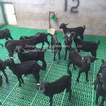 Plastic slat floor for Goat