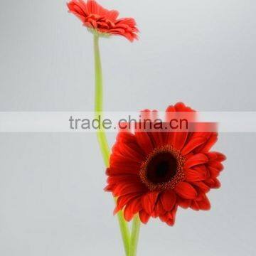 High quality Savanna red single gerbera