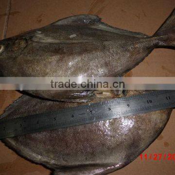 fresh frozen black pomfret