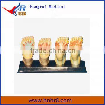 Human Planta Anatomy Model Price