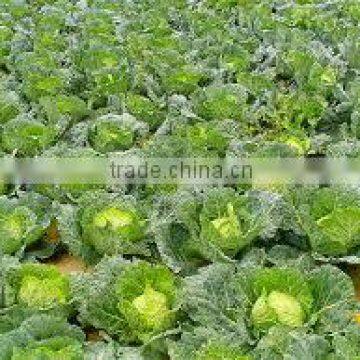 Wholesale Fresh Green Cabbage /Cabbages good for heathy made in Viet Nam