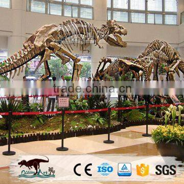 OA6146 Museum Use Exhibition Dinosaur Skeleton Fossil