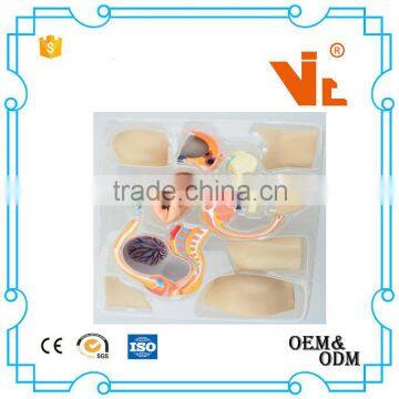 V-HM02 4D MASTER The Parent Organization of Human Uterus With the Fetus Assembled Model Quality Choice photo-5