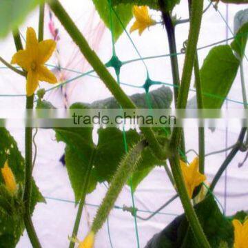 HOT Selling High Quality Plastic Cucumber Net photo-2