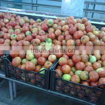 Fresh Tomato photo-3