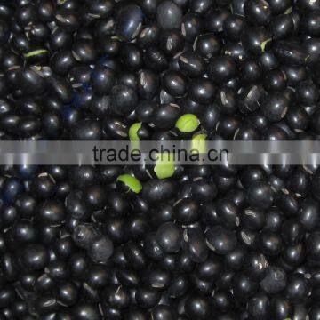 2014 Crop Black Soya Beans, Black SoyBeans Yellow/Green Kernels photo-2