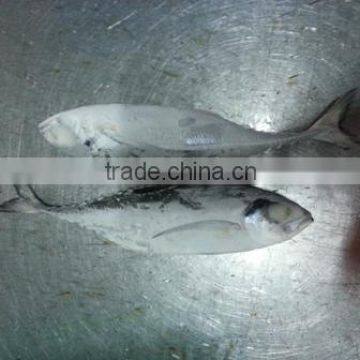 frozen horse mackerel