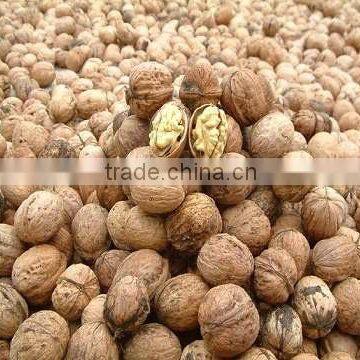 Fresh sweet walnut